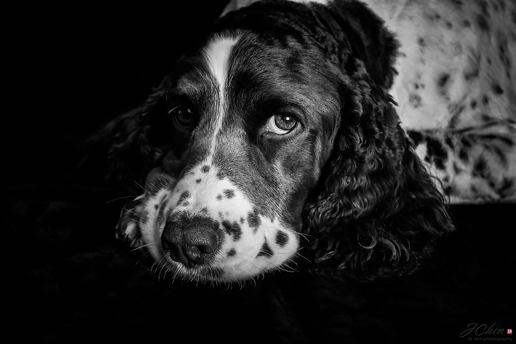 Puppy Love Pet Photography
